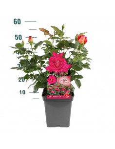 ROSA MALEICA Profumata Vaso Diametro 19 cm 2