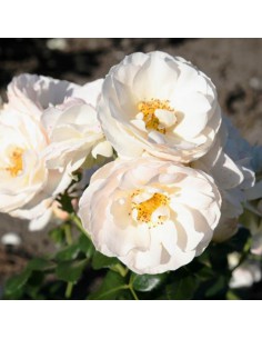 ROSA SIRIUS Profumata Vaso Diametro 19 cm