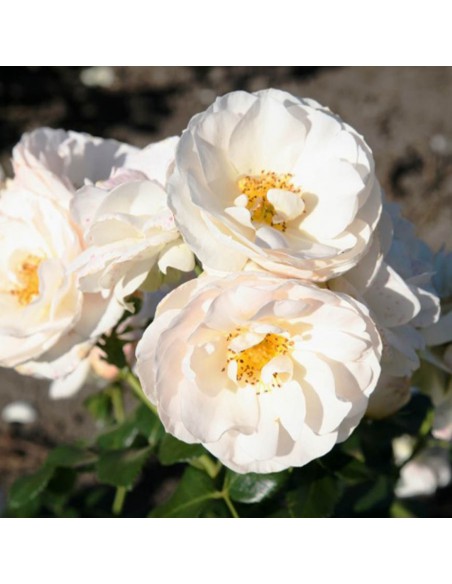 ROSA SIRIUS Profumata Vaso Diametro 19 cm