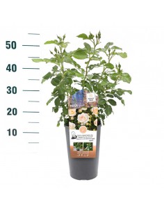 ROSA SIRIUS Profumata Vaso Diametro 19 cm 2
