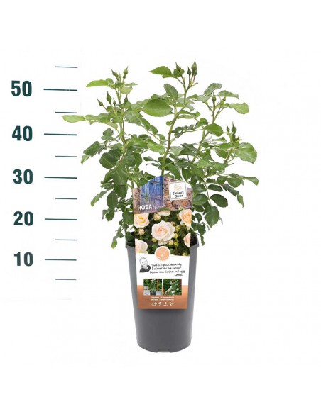 ROSA SIRIUS Profumata Vaso Diametro 19 cm