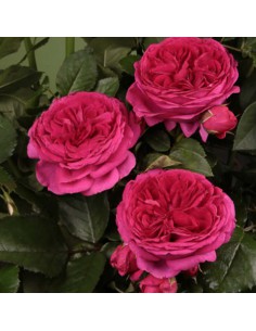 ROSA SOPHIE LUISE Profumata Vaso Diametro 19 cm