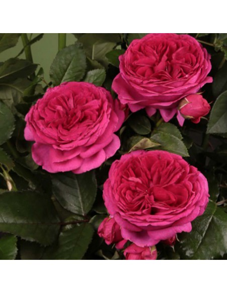ROSA SOPHIE LUISE Profumata Vaso Diametro 19 cm