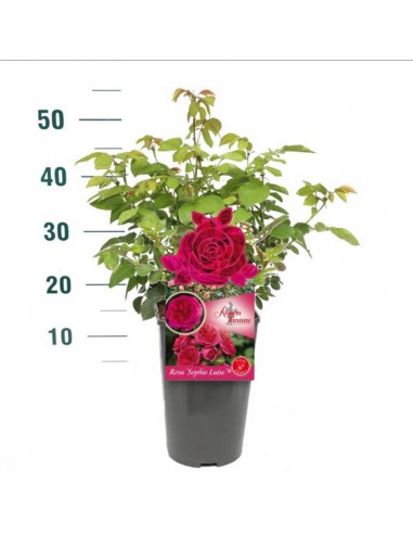 ROSA SOPHIE LUISE Profumata Vaso Diametro 19 cm