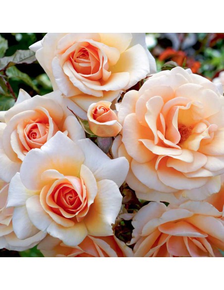 ROSA SWEET HONEY Profumata Vaso Diametro 19 cm