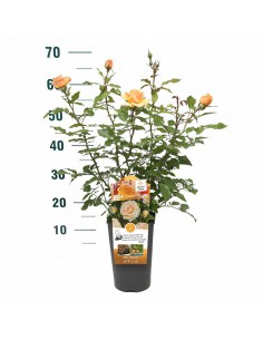ROSA SWEET HONEY Profumata Vaso Diametro 19 cm 2