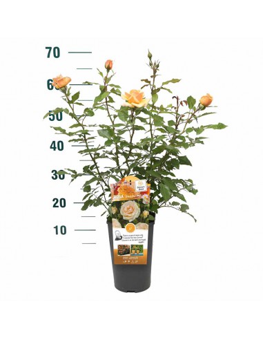 ROSA SWEET HONEY Profumata Vaso Diametro 19 cm