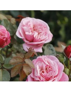 ROSA WILDBERRY Profumata Vaso Diametro 19 cm