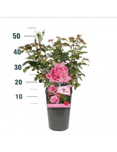 ROSA WILDBERRY Profumata Vaso Diametro 19 cm 2