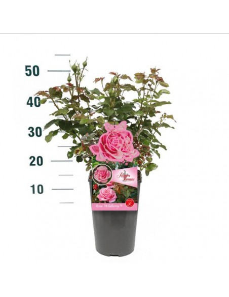ROSA WILDBERRY Profumata Vaso Diametro 19 cm