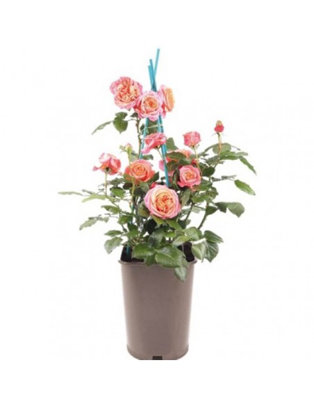 ROSA CAPRI Profumata Vaso Diametro 19 cm