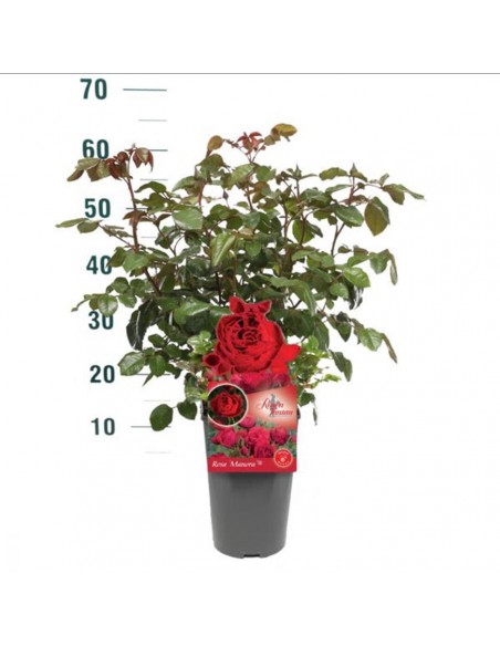 ROSA MANORA TANTAU Profumata Vaso Diametro 19 cm