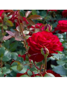 ROSA STORTEBEKE Profumata Vaso Diametro 19 cm