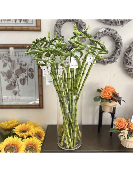 LUCKY BAMBOO lunghezza stelo 90 cm