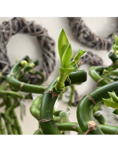 LUCKY BAMBOO lunghezza stelo 90 cm