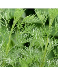 ARTEMISIA ABRONATUM MARITIMA diametro vaso 14 cm