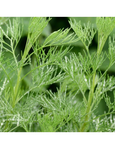 ARTEMISIA ABRONATUM MARITIMA diametro vaso 14 cm
