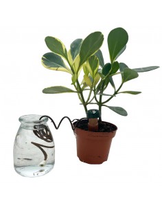 IRRIGATORE AUTOMATICO CLASSIC Blumat Cono terracotta 2