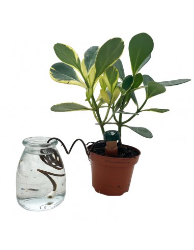 IRRIGATORE AUTOMATICO CLASSIC Blumat Cono terracotta