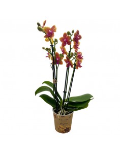 ORCHIDEA BOLGHERI FRANGRANCE V 12 ORANGE
