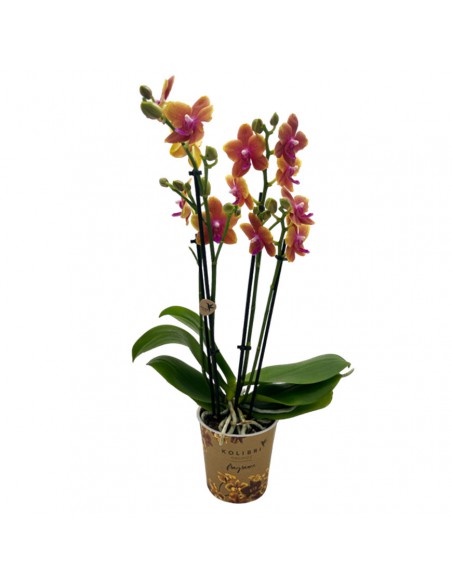 ORCHIDEA BOLGHERI FRANGRANCE V 12 ORANGE