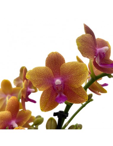 ORCHIDEA BOLGHERI FRANGRANCE V 12 ORANGE