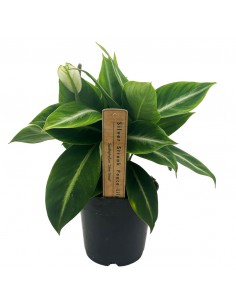 SPATHIPHYLLUM "giglio della pace" SILVER STREAK Vaso 14