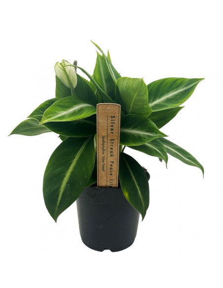 SPATHIPHYLLUM "giglio della pace" SILVER STREAK Vaso 14