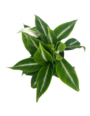 SPATHIPHYLLUM "giglio della pace" SILVER STREAK Vaso 14