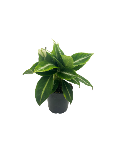 SPATHIPHYLLUM "giglio della pace" SILVER STREAK Vaso 14