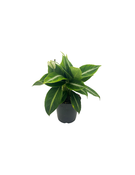 SPATHIPHYLLUM "giglio della pace" SILVER STREAK Vaso 14