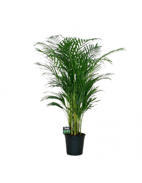 DYPSIS LUTESCENS "Palma Areca" Diametro vaso 24 cm