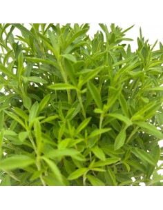 SANTOREGGIA ESTIVA profumo pungente sapore simile al timo