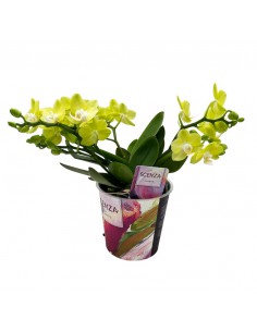 ORCHIDEA PHALAENOPSIS TABLE LEMON SCENZA V. 12 cm