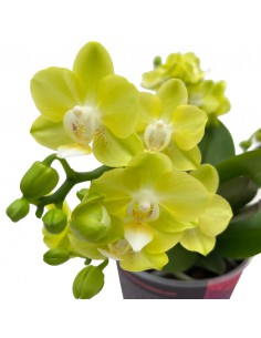 ORCHIDEA PHALAENOPSIS TABLE LEMON SCENZA V. 12 cm 2