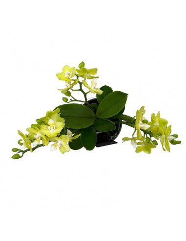 ORCHIDEA PHALAENOPSIS TABLE LEMON SCENZA V. 12 cm