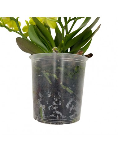 ORCHIDEA PHALAENOPSIS TABLE LEMON SCENZA V. 12 cm