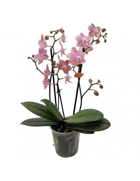 ORCHIDEA PHALAENOPSIS ODORION FRANGRANCE V 12