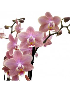 ORCHIDEA PHALAENOPSIS ODORION FRANGRANCE V 12 2