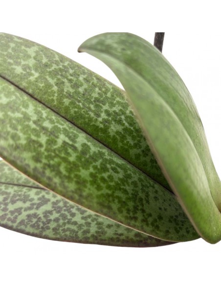 ORCHIDEA PHALAENOPSIS ODORION FRANGRANCE V 12