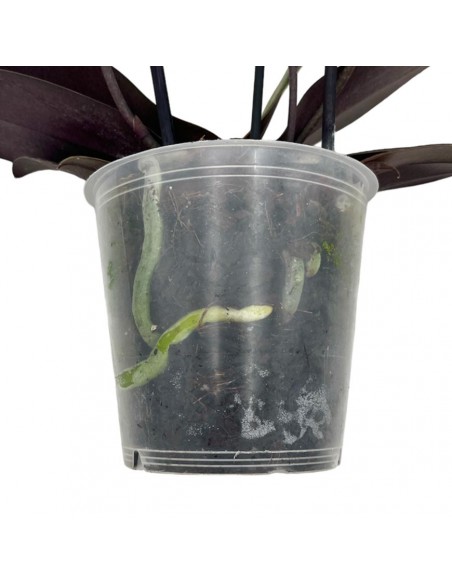 ORCHIDEA PHALAENOPSIS ODORION FRANGRANCE V 12