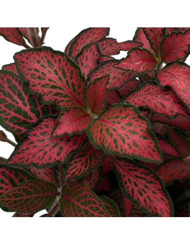 FITTONIA VERSCHAFFELTII 'FOREST FLAME' V 8.5