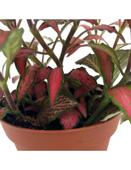 FITTONIA VERSCHAFFELTII 'FOREST FLAME' V 8.5