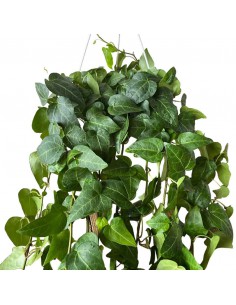 HEDERA HELIX 'MEIN HERZ' Vaso Diam. 17 cm