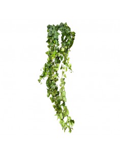 HEDERA HELIX 'MEIN HERZ' Vaso Diam. 17 cm 2