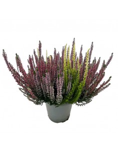 ERICA CALLUNA VULGARIS BEAUTY LADY tre colori V 17 cm