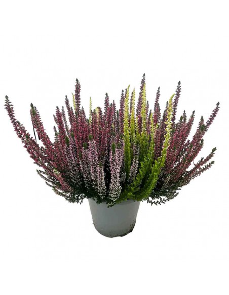 ERICA CALLUNA VULGARIS BEAUTY LADY tre colori V 17 cm