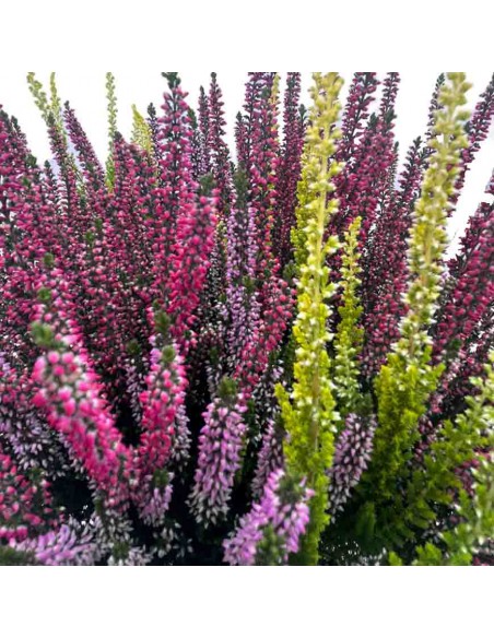ERICA CALLUNA VULGARIS BEAUTY LADY tre colori V 17 cm
