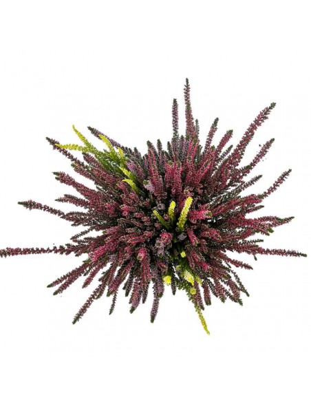 ERICA CALLUNA VULGARIS BEAUTY LADY tre colori V 17 cm