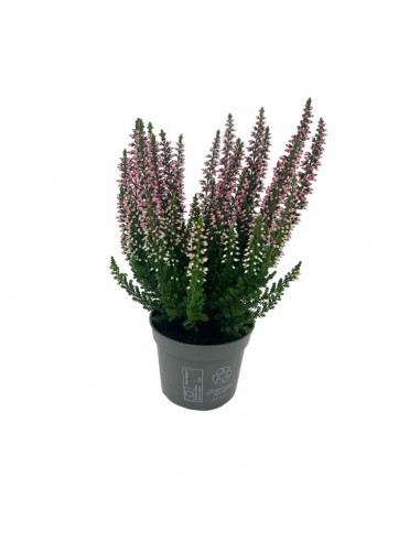 ERICA CALLUNA VULGARIS BEAUTY LADY Vaso 6.5 cm